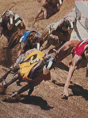 Jack Gillen – The Key to Speculation for Greyhound Dog Racing