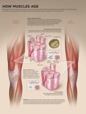 Rebuild Your Body 2016 – Muscular System