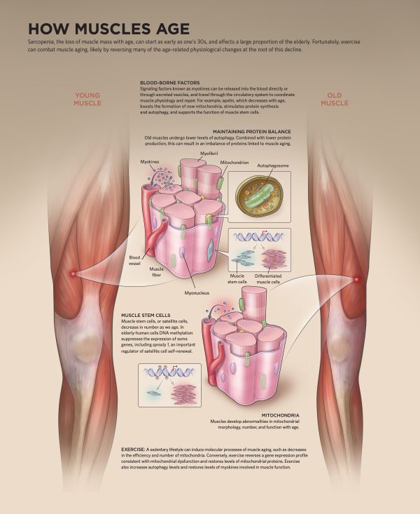 Rebuild Your Body 2016 – Muscular System