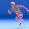 Rebuild Your Body 2016 – Skeletal System